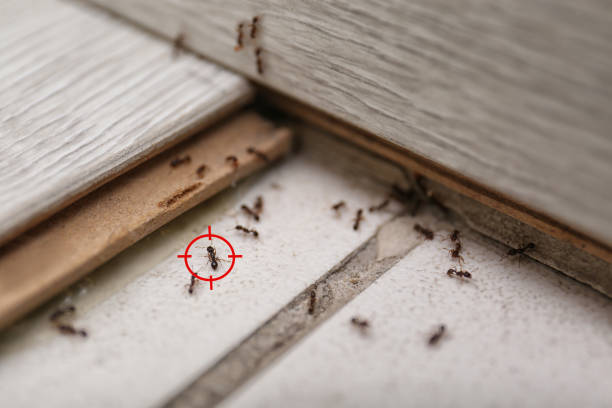 Best Residential Pest Control  in Etowah, NC
