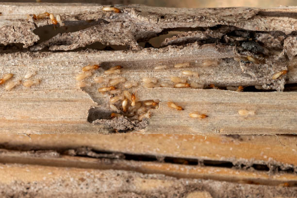 Pest Control for Restaurants in Etowah, NC