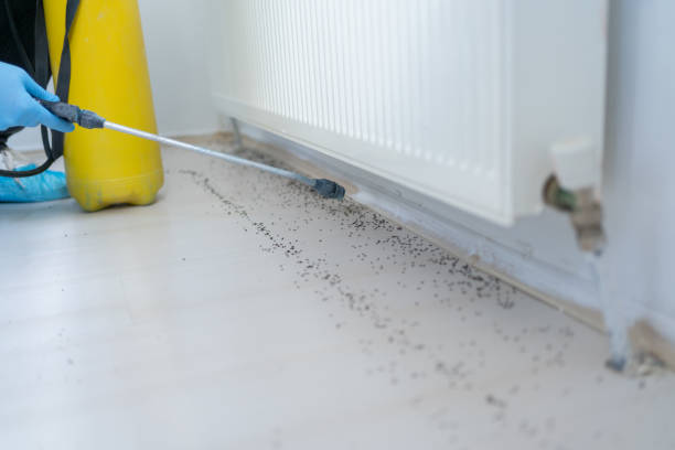 Best Bed Bug Extermination  in Etowah, NC